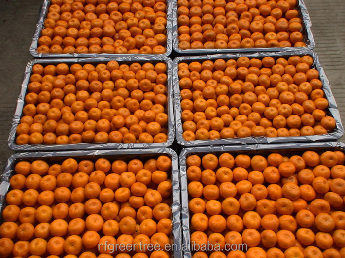 Pampas original mandarin fruits with own orchard and processing factory