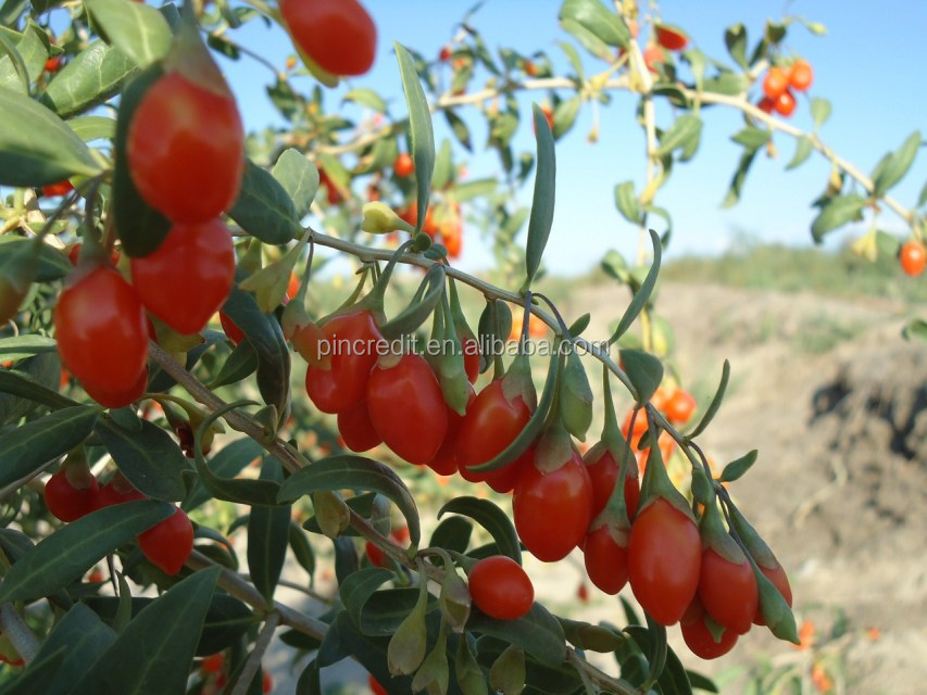 GMP factory produce goji polysaccharide organic goji berry extract