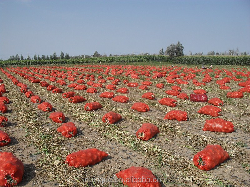 new crop,fresh onion
