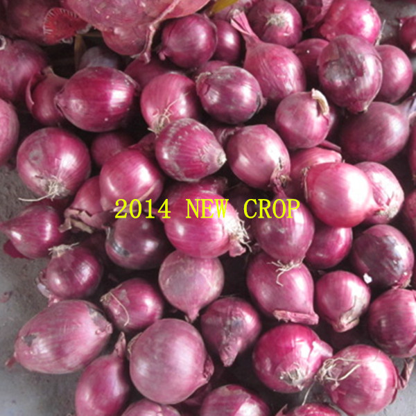 2014 Red Fresh Onion Are hot selling in China