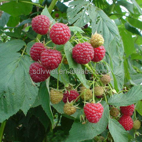 Red Raspberry juice concentrate for soft drink