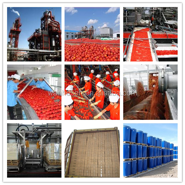 Xinjiang Origin tomato paste plant tomato paste