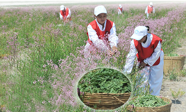 apocynum tea to regulate blood pressure