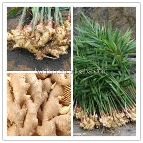 Ginger exporters,price of fresh ginger,high quality lower price