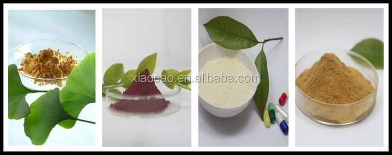Decaffeinated Green Tea Extract Powder,Matcha Green Tea Extract,Green Tea Extract Polyphenol