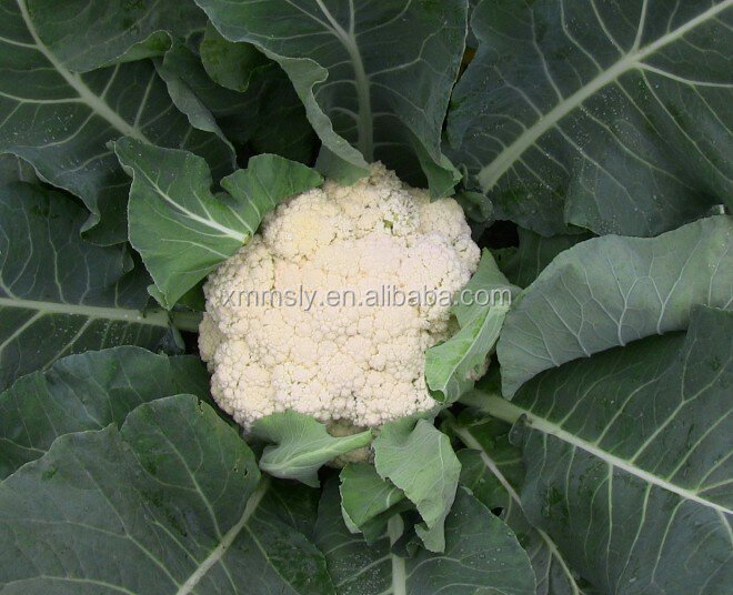 Good quality iqf frozen cauliflower