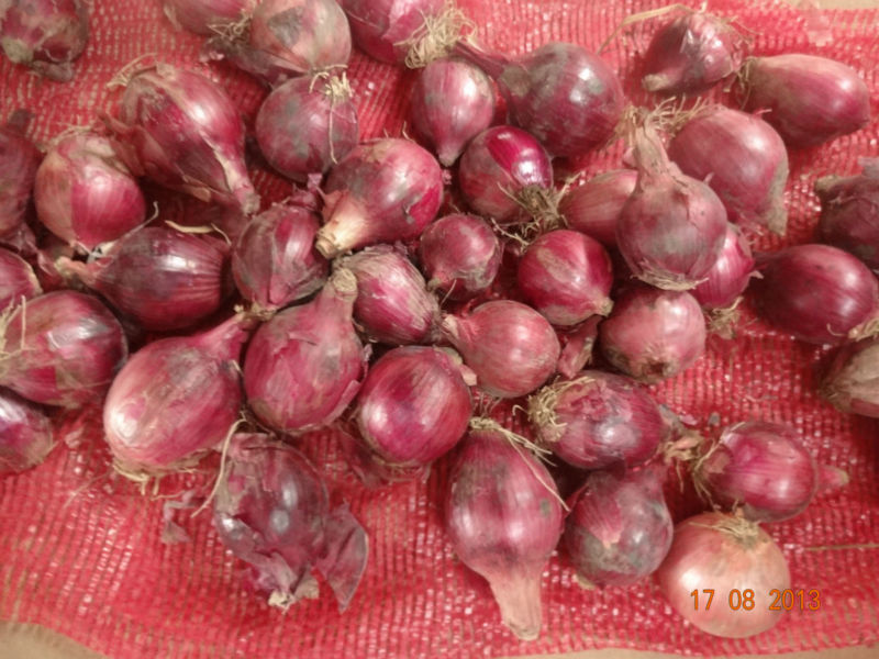 2013 new crop fresh red onion