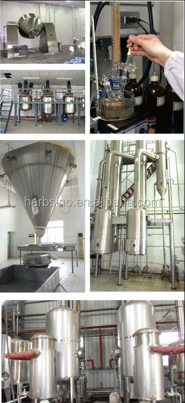 green tea powder extract