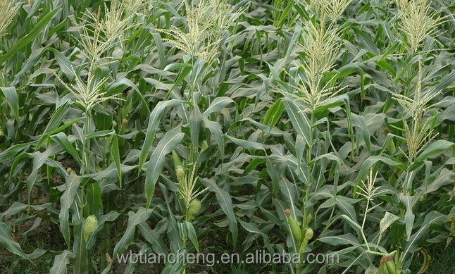 China Manufacturer Bulk Stock Yellow Corn Maize Low Prices (WBTC0098)