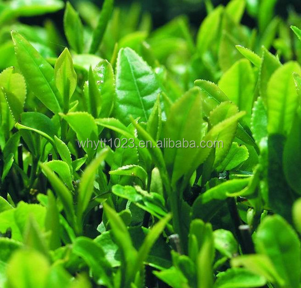 pure nature green tea extract/ EGCG/ catechin