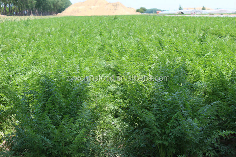 2014 New Corp China Fresh Bulk Carrot For Price