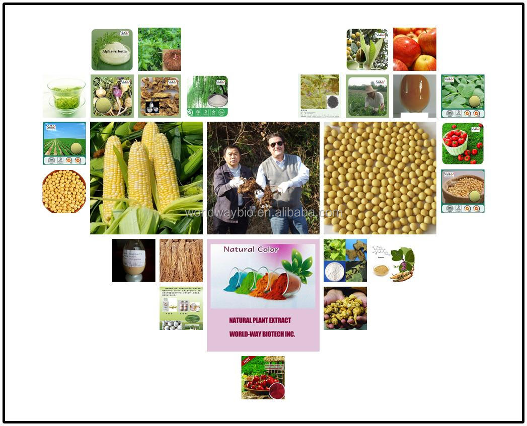 kosher cocoa extract 40% polyphenols