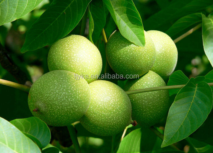 2014 new crop walnut