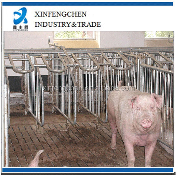 pig-gestation-pen