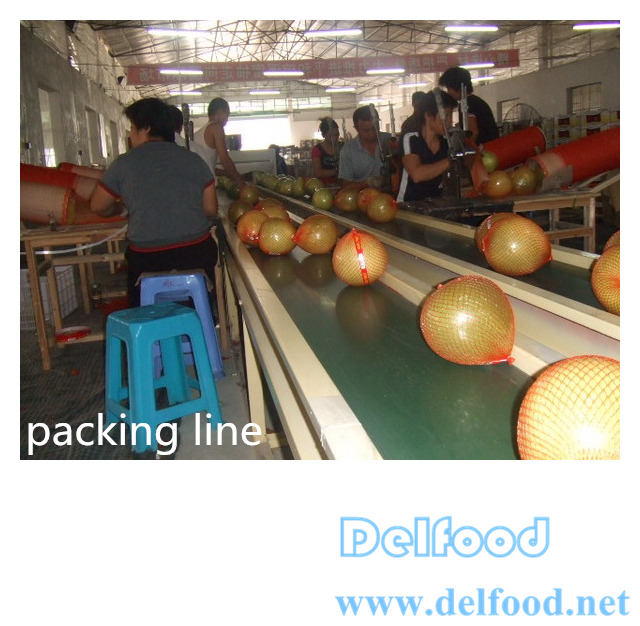 excellent pomelo grapefruit for export