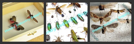 消耗品ステンレス製の昆虫の標本は、 ラボのためのピンの昆虫の剥製問屋・仕入れ・卸・卸売り