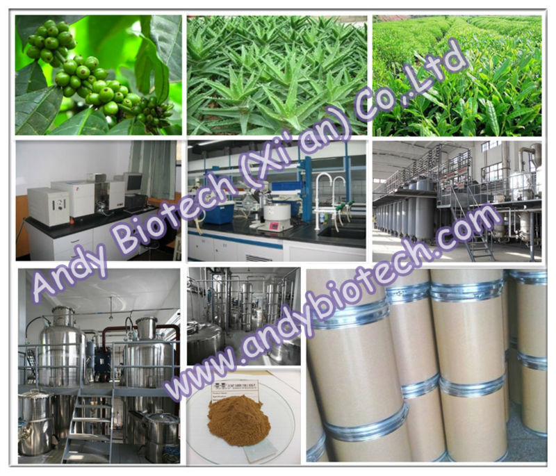 High Standard Cnidium Monnieri Extract 98% Osthole
