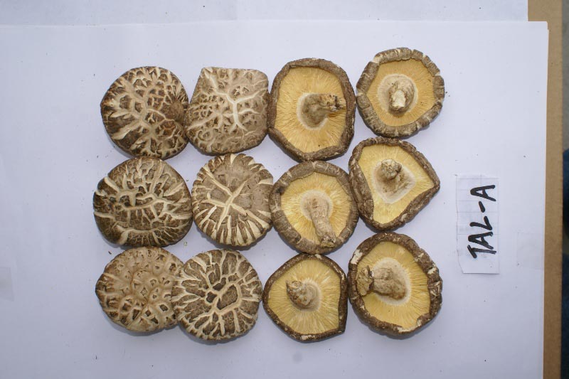 button mushroom can