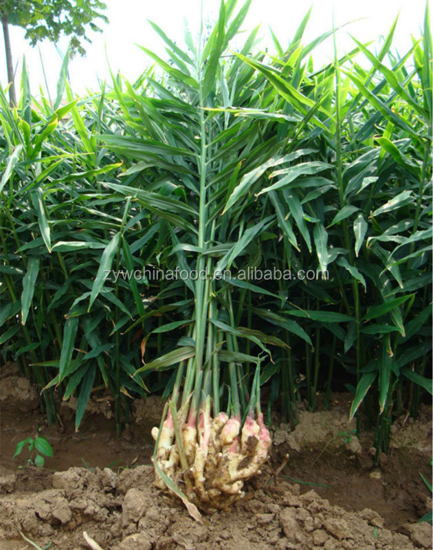 2014 High Quality New Crop Chinese Fresh Ginger Prices Best Exporter in Shandong of China