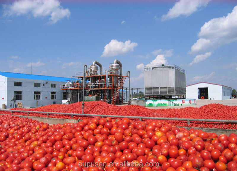 Best Tomato Sauce in drum 2014 New Corp tomato sauce