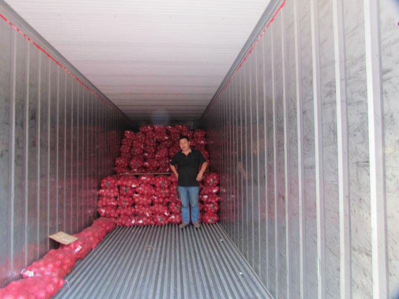 2014 new corp fresh small onions