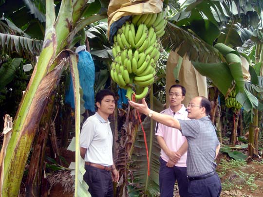バナナ栽培紙袋安い価格で問屋・仕入れ・卸・卸売り