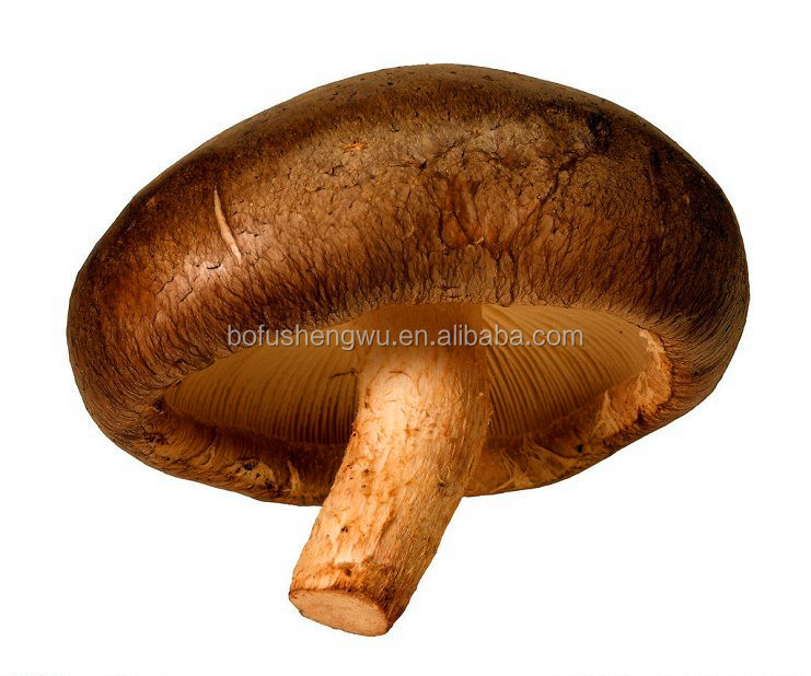 Shiitake Mushroom Extract (Lentinus edodes extract)