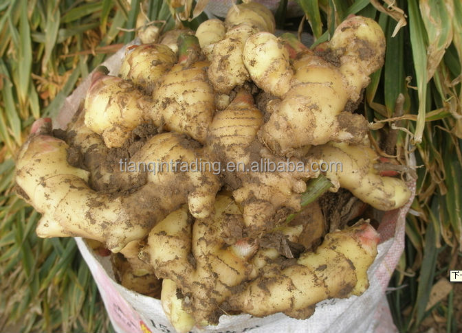 2014 Fresh Ginger and Air Dry Ginger in China, New Ginger