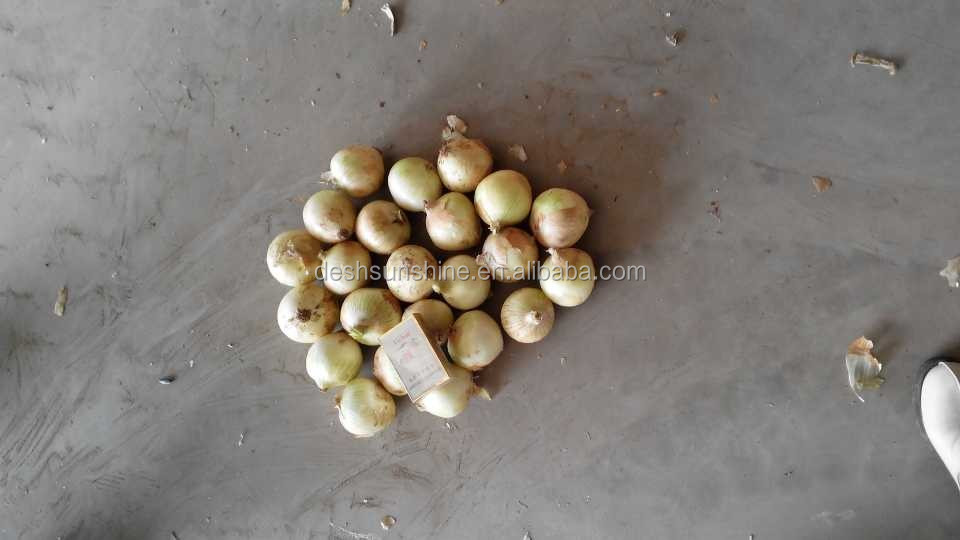 China Bulk Onion