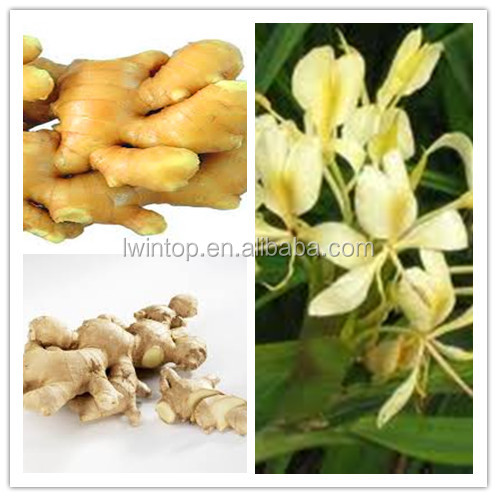 2013 NEW FRESH AND THIN GINGER_HIGH QUALITY