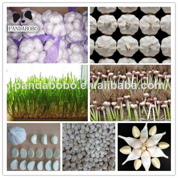 fresh dry garlic export to dubai with best price