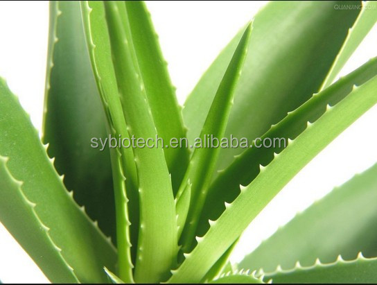 aloe vera juice extraction, 100% Natural Aloe Vera Extract,Natural Aloe Vera Extract Powder,Aloe Vera Extract Aloin