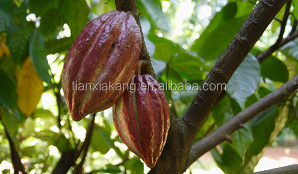 Theobromine10-20% Cocoa Bean Extract Powder/Cocoa Bean Extract/Cocoa Bean Powder