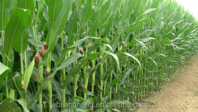Poultry Feed Yellow Corn Maize Low Prices (WBTC0101)