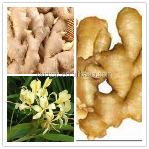 2013 high quality favorable price sushi ginger