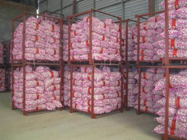 2014 Good quality of garlic/onion/chili/potato in Pizhou