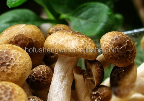 Shiitake Mushroom Extract (Lentinus edodes extract)