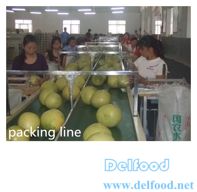 excellent pomelo grapefruit for export