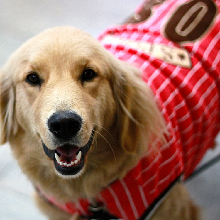 2014年新しい到着の犬の犬の服ビッグ布と付属品問屋・仕入れ・卸・卸売り