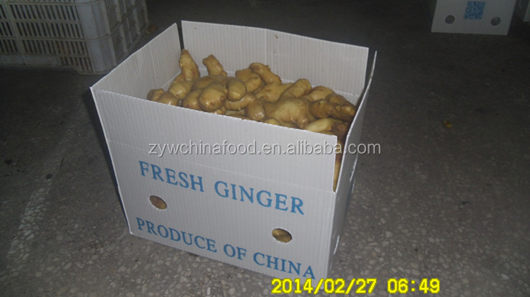 2014 High Quality New Crop Chinese Fresh Ginger Prices Exporter in Shandong of China