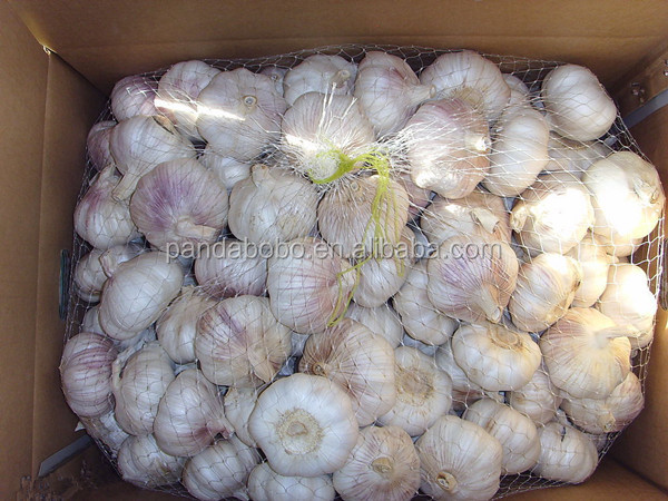 fresh dry garlic export to dubai with best price