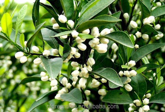 Pampas original mandarin fruits with own orchard and processing factory