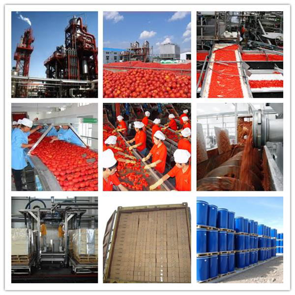 tomato paste sauce, export to Africa,Mid-east,Europe