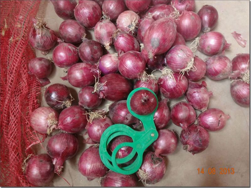 2014 new corp fresh onion/red onion