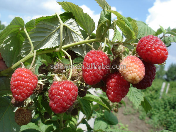Red Raspberry juice concentrate