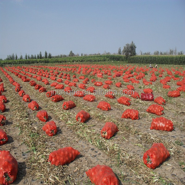 Fresh onion for export in various pack