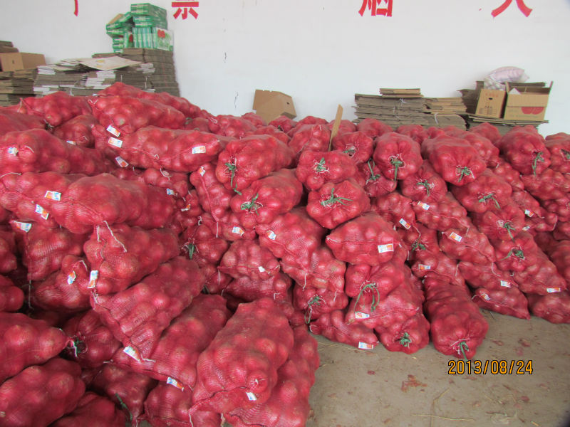 new corp fresh farm onion