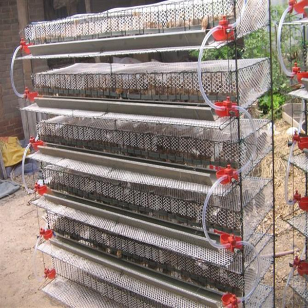 For Free Quail cage design philippines Chicken have a coop