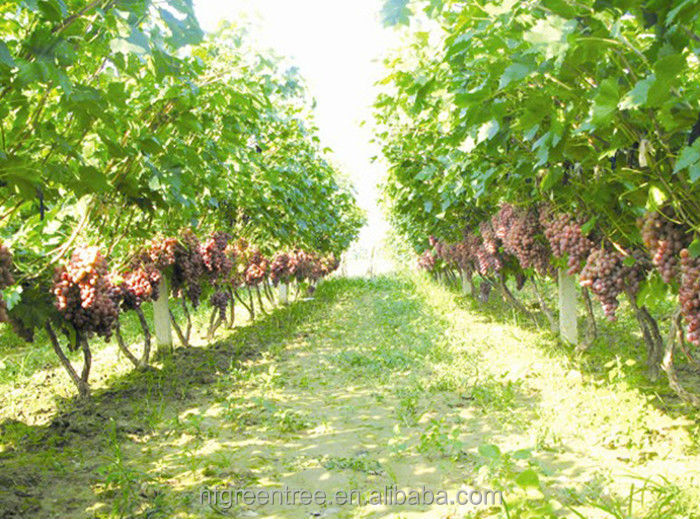 Typical sweet green globe grapes from original supplier,China PamPas