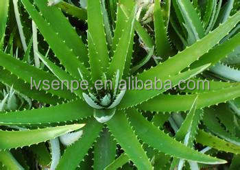 making skin soft and elastic function100% natural aloe vera extract